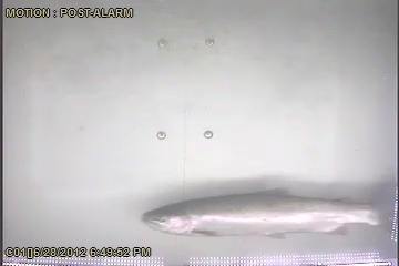 A wild steelhead passing the digital video camera at Castile Falls.